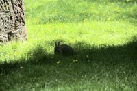 Taunusanlage - Kaninchen