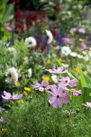 Bethmann-Park - Blumenbeet mit Cosmea